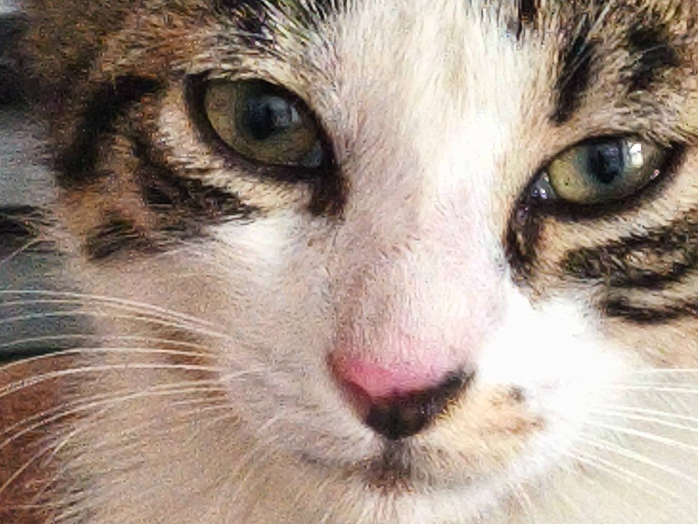 Adotta un gatto, maschio, 9 anni e 3 mesi, Bari