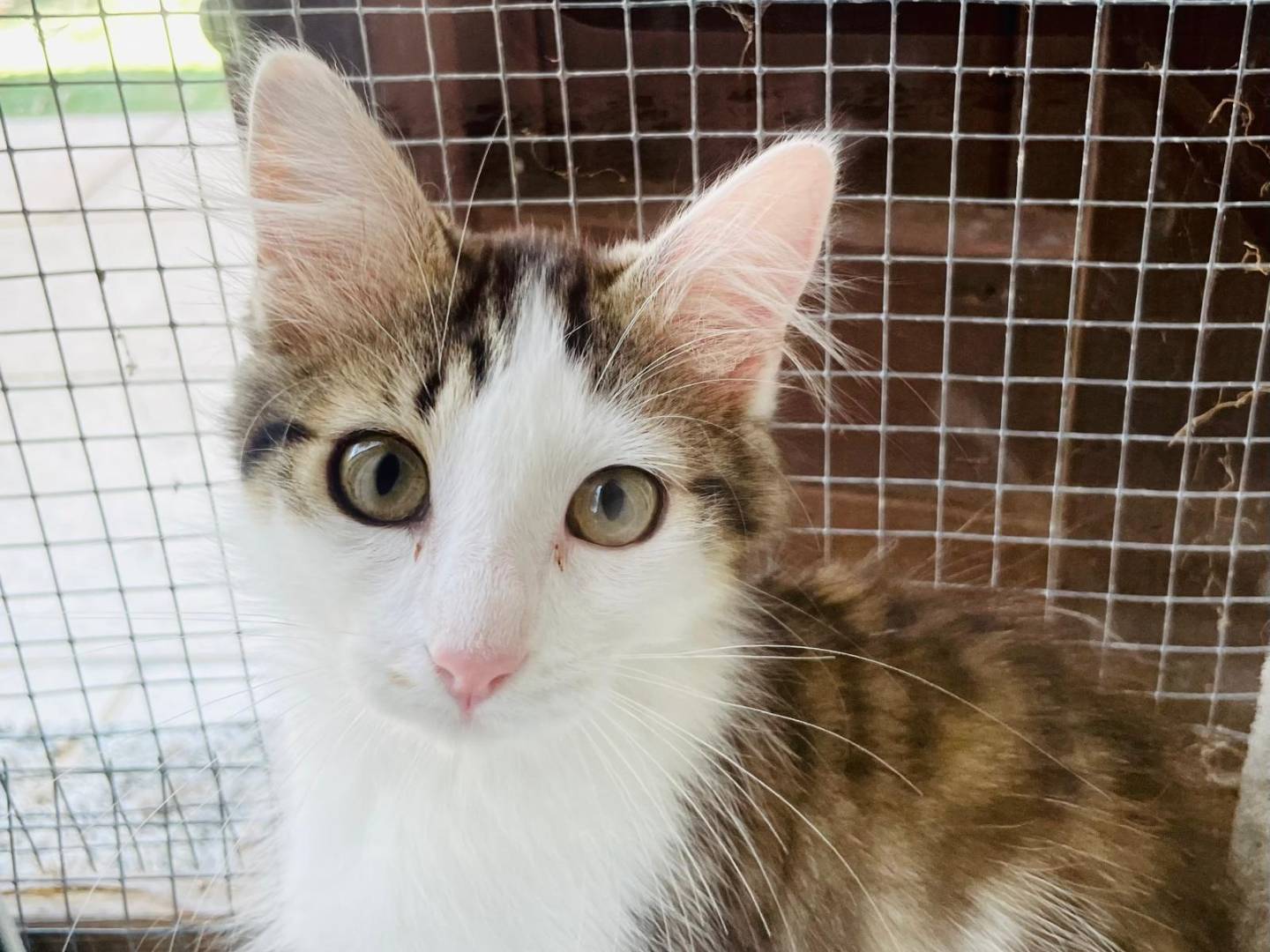 Adozione gatto, femmina, Razza sconosciuta Razza sconosciuta, 3 mesi, taglia non valida, Varese