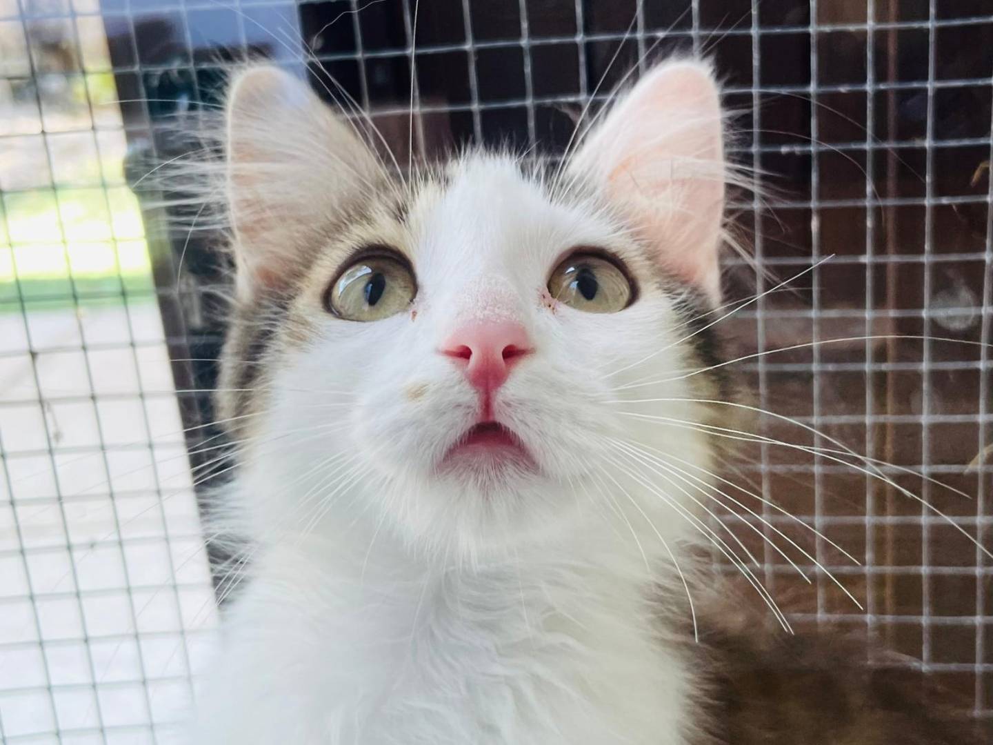 Adotta un gatto, femmina, 3 mesi, Varese
