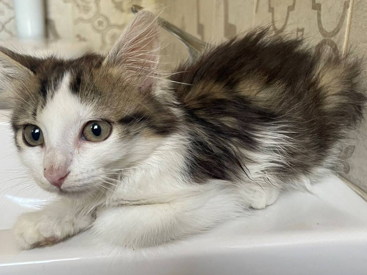 Adotta un gatto, taglia non valida, femmina, Varese