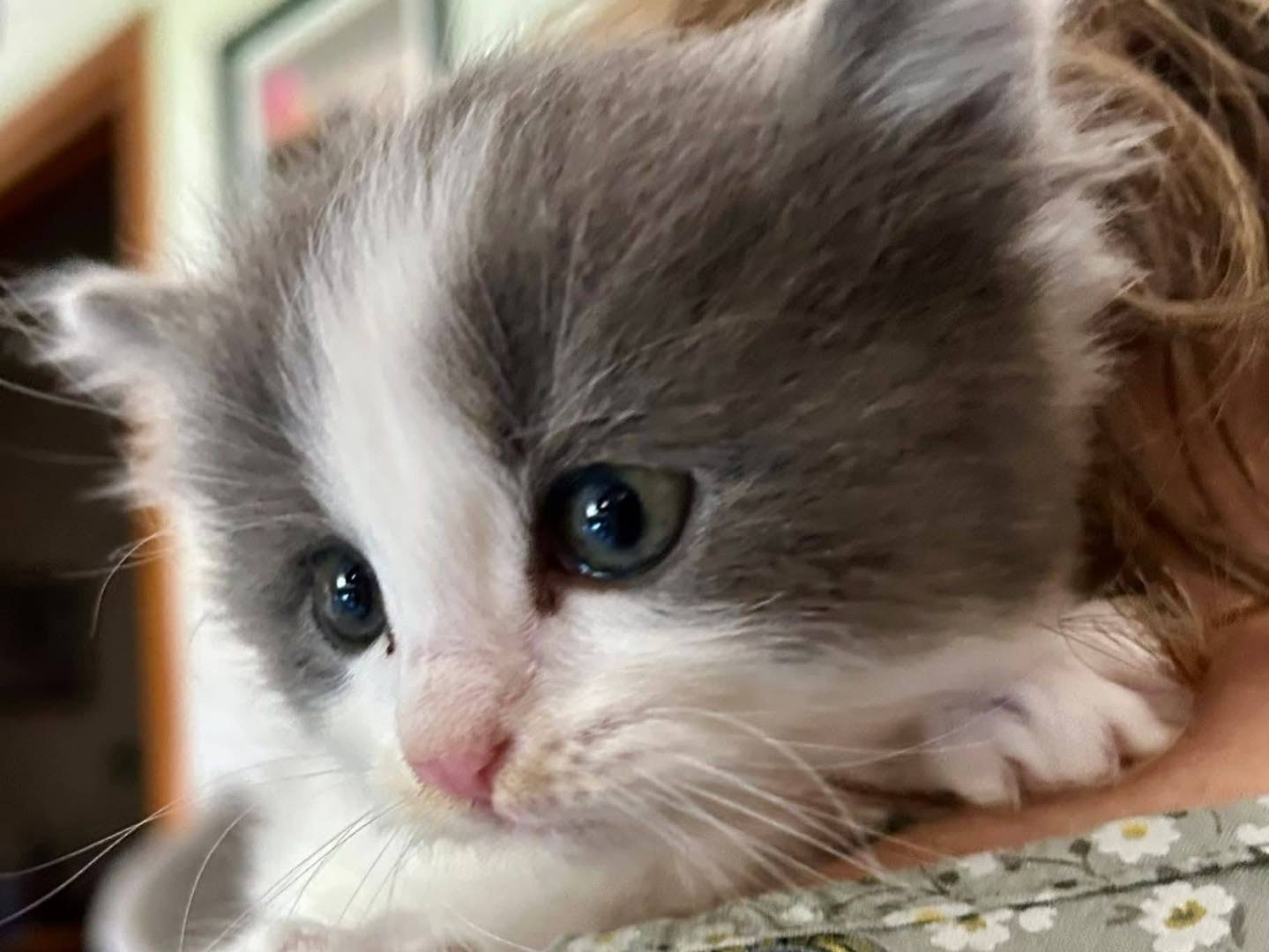 Adozione gatto, femmina, Razza sconosciuta Razza sconosciuta, 1 mese, taglia non valida, Bergamo