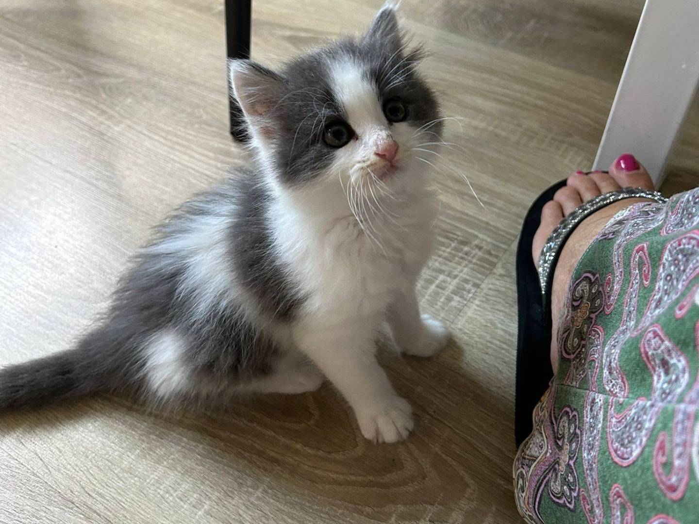 Adotta un gatto, femmina, 1 mese, Bergamo