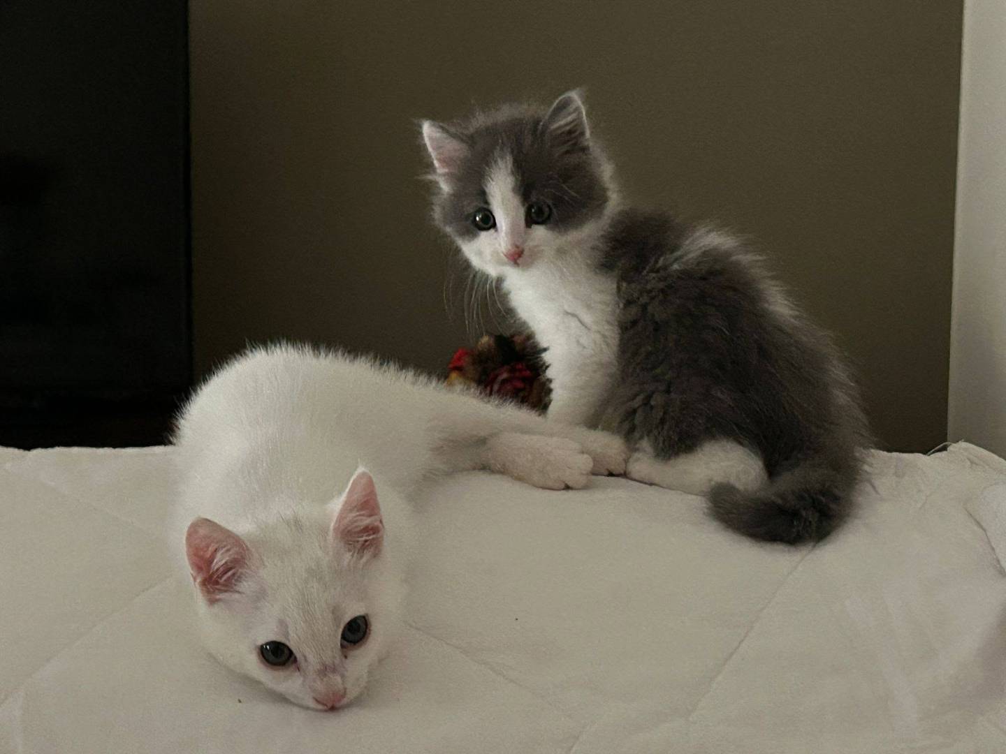 Adotta un gatto, taglia non valida, femmina, Bergamo