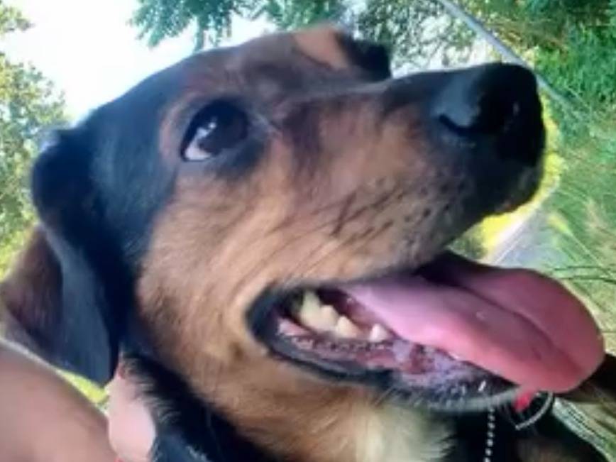 Adotta un cane, femmina, 2 anni e 2 mesi, Novara