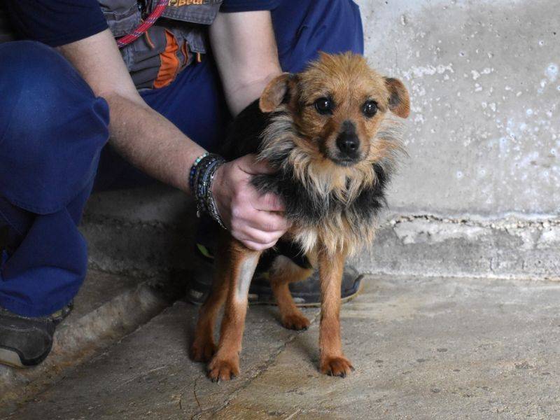 Adozione cane, femmina, Spinone Razza sconosciuta, 1 anno e 3 mesi, taglia piccola, Roma