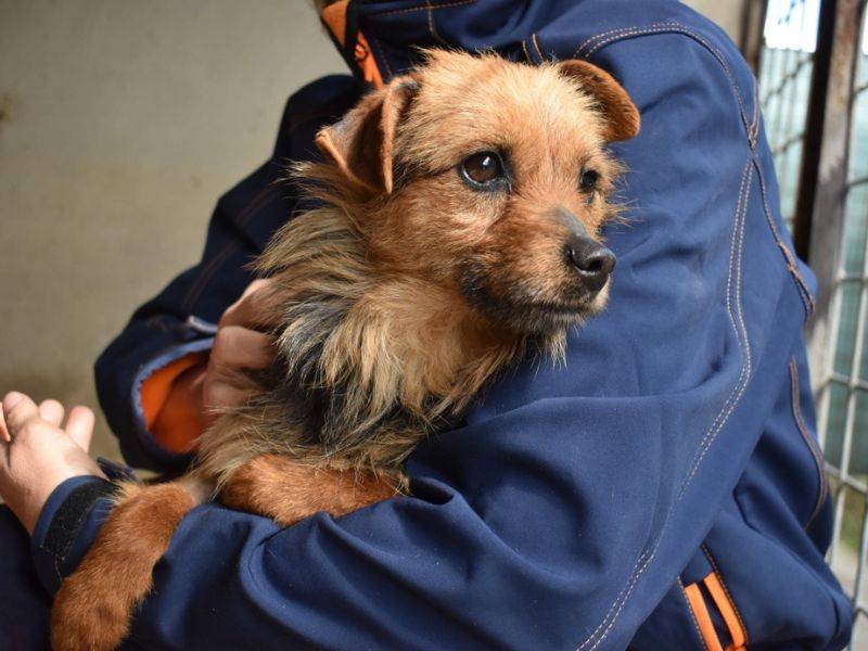 Adotta un cane, femmina, 1 anno e 3 mesi, Roma