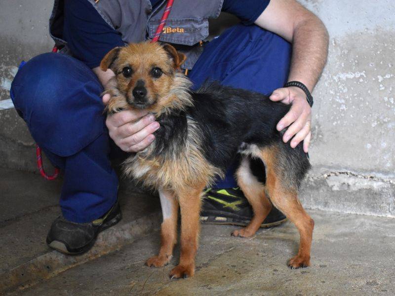 Adotta un cane, taglia piccola, femmina, Roma
