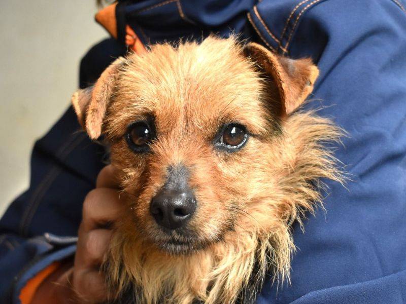 Adotta il cane Gemmina a Roma