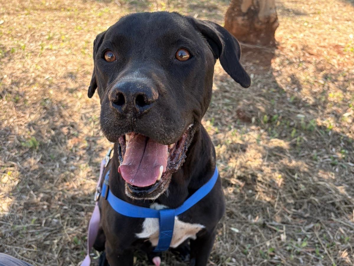 Adozione cane, maschio, Corso Razza sconosciuta, 10 anni, taglia grande, Taranto