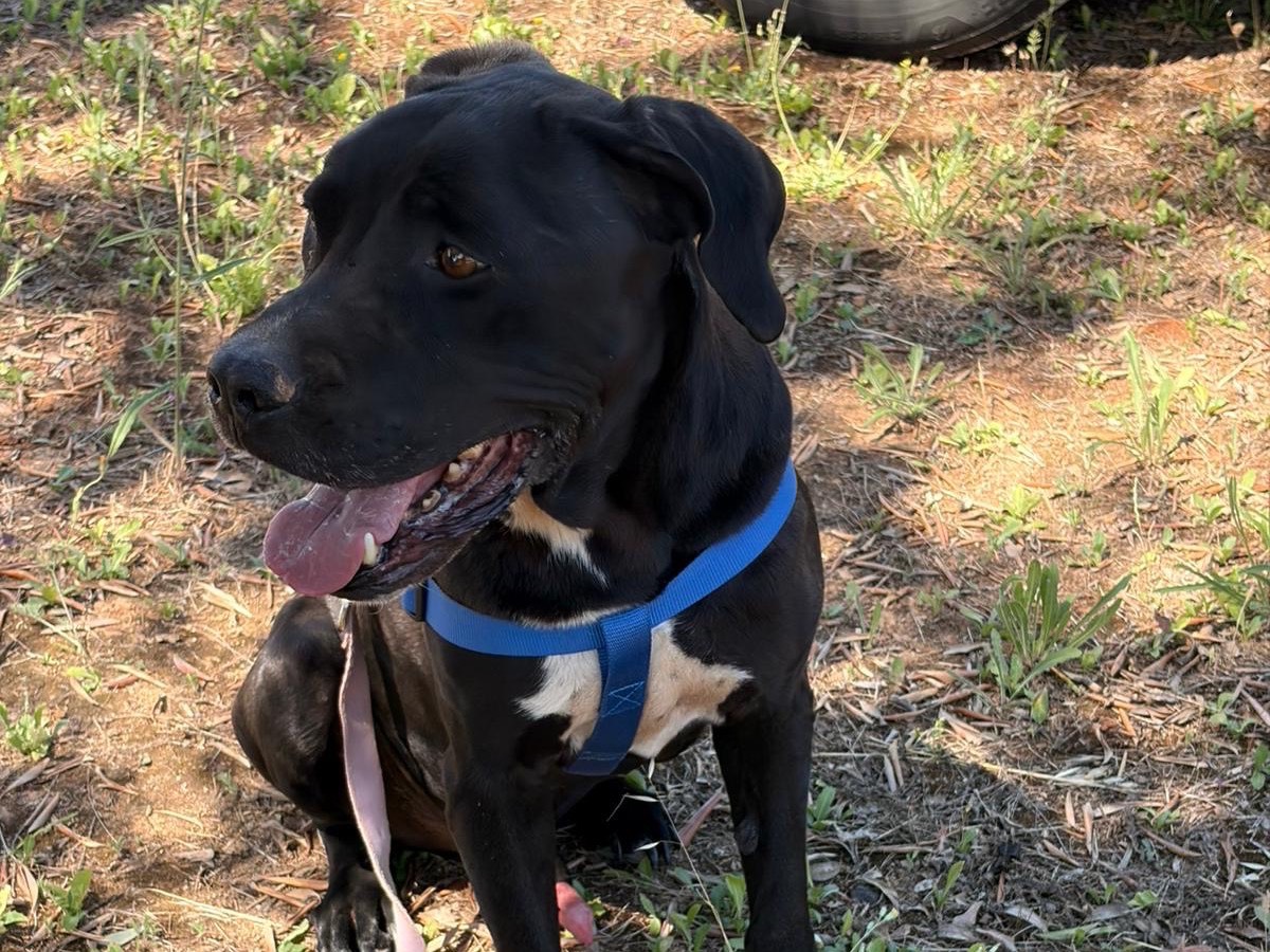 Adotta un cane, maschio, 10 anni, Taranto