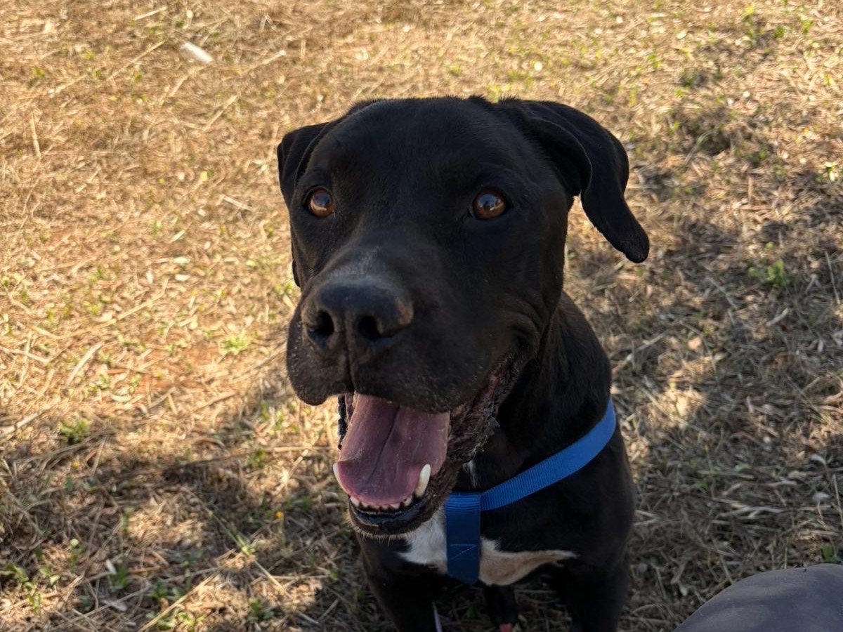 Adotta un cane, taglia grande, maschio, Taranto