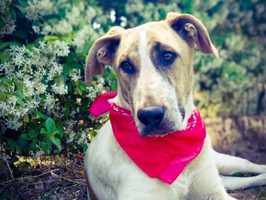 Adozione cane, maschio, Segugio Razza sconosciuta, 5 mesi, taglia media, Salerno