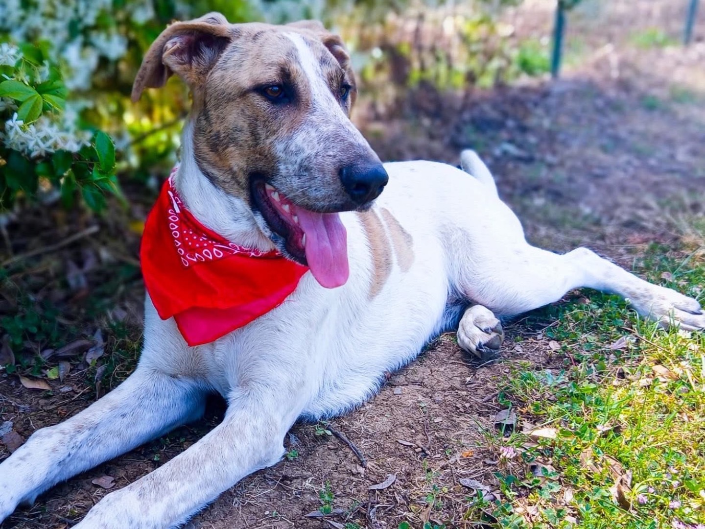 Adotta un cane, taglia media, maschio, Salerno