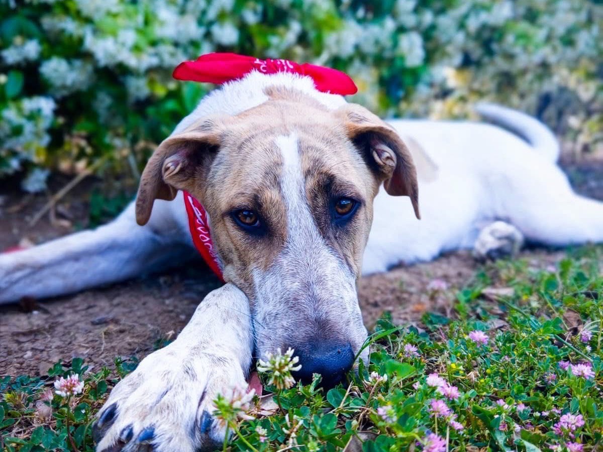 Vuoi adottare un cane a Salerno?