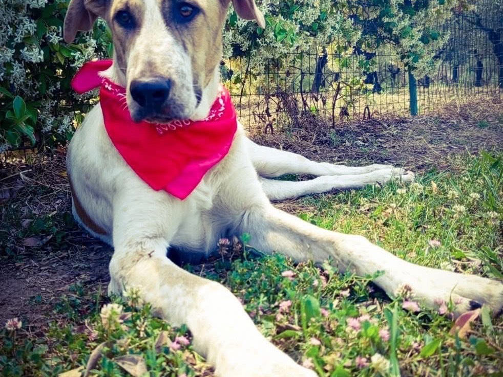 Adotta il cane Enea a Salerno