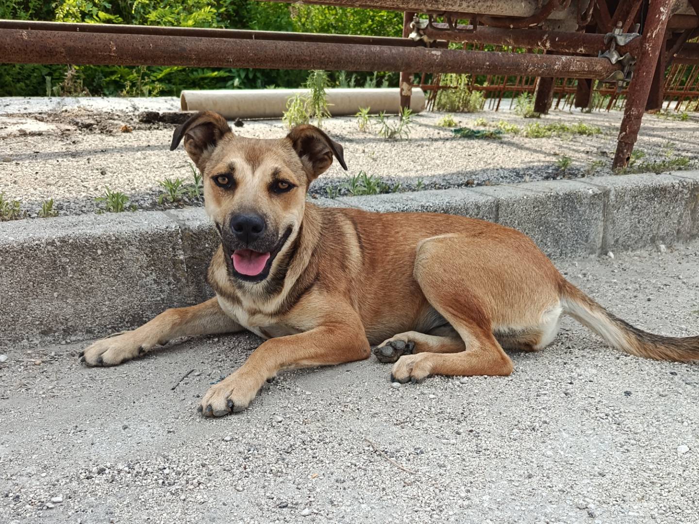 Adozione cane, femmina, Pastore tedesco Razza sconosciuta, 5 mesi, taglia media, Caserta