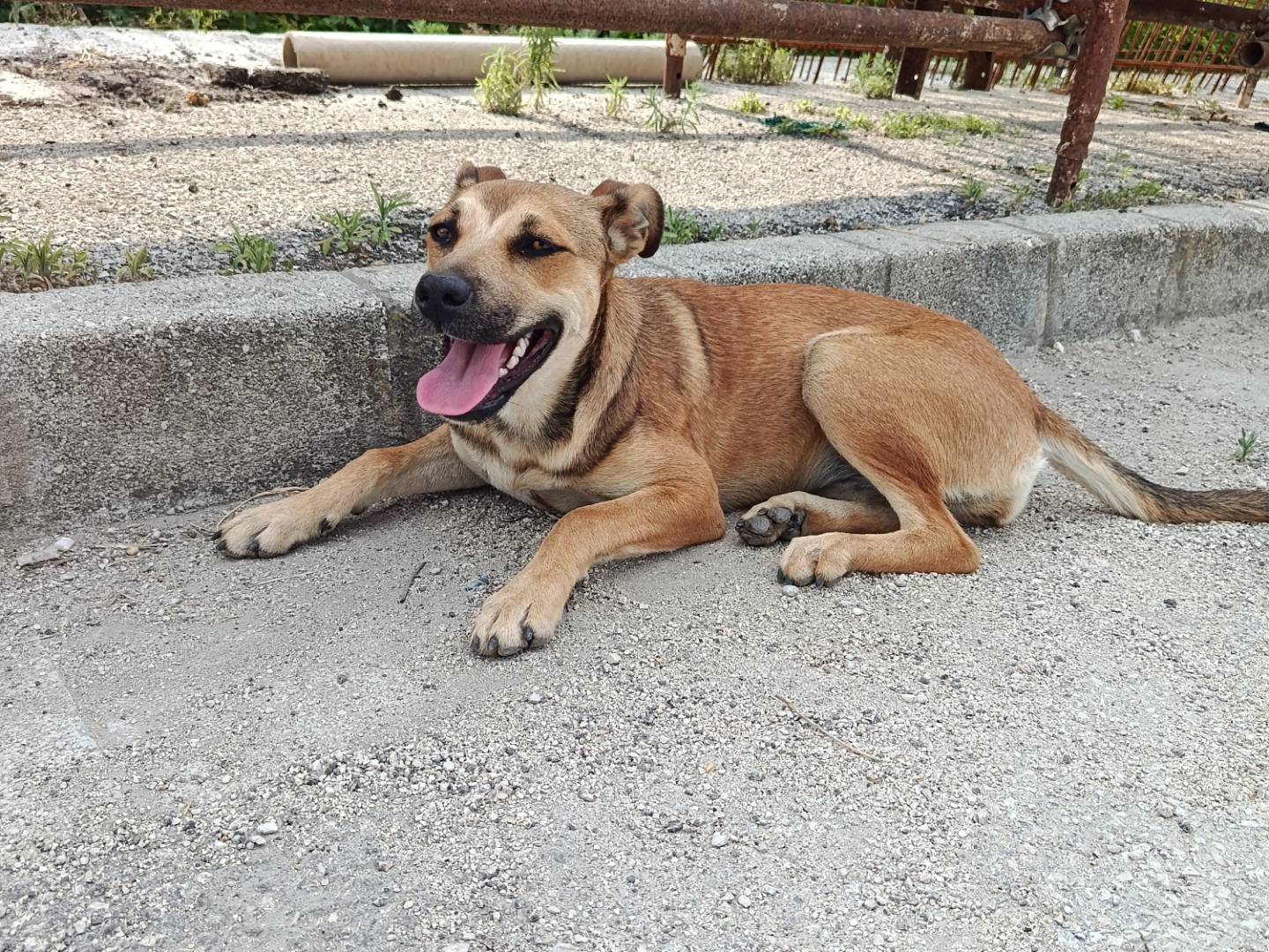 Adotta un cane, taglia media, femmina, Caserta