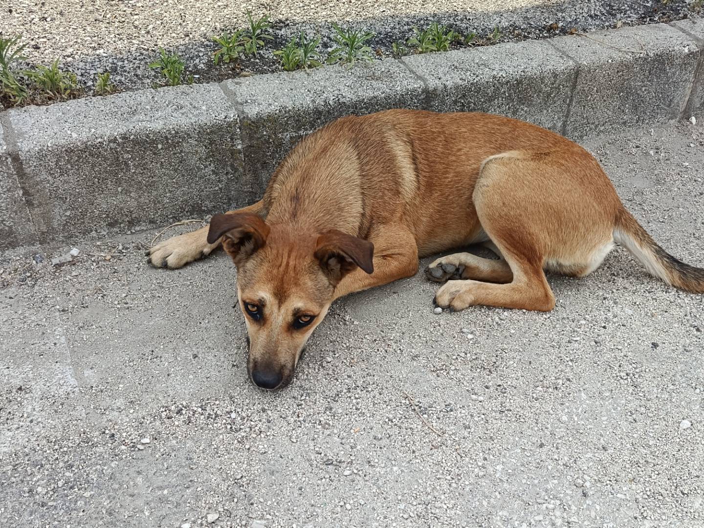 Vuoi adottare un cane a Caserta?