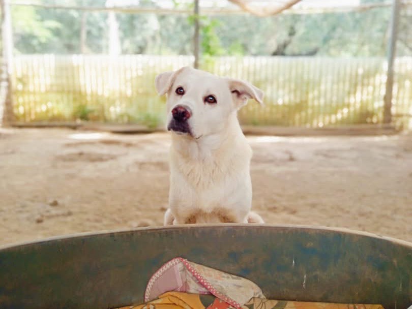 Vuoi adottare un cane a Salerno?