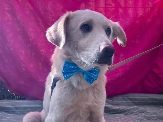 Adotta il cane Thor a Salerno