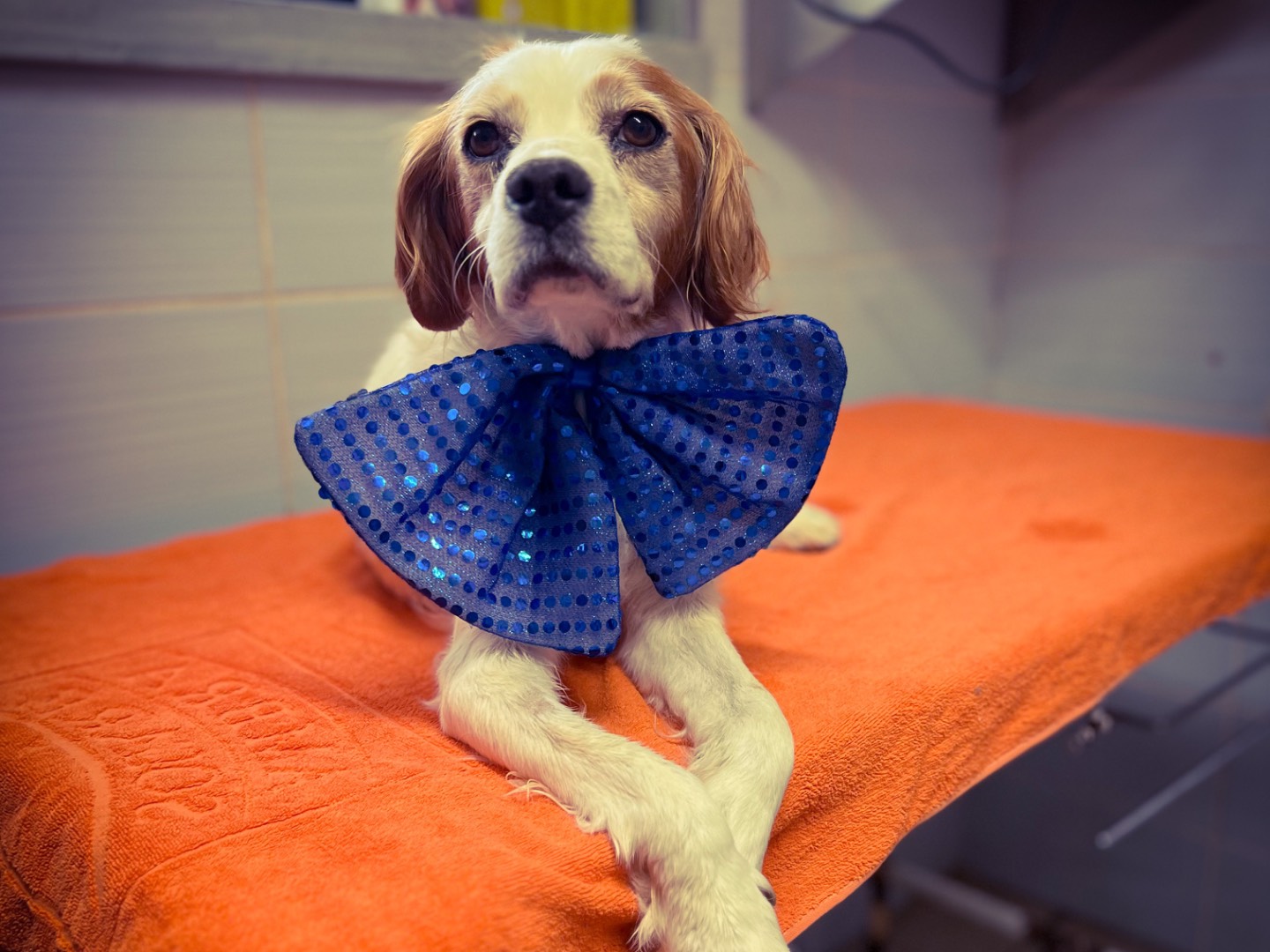 Adozione cane, maschio, Breton Razza sconosciuta, 7 anni, taglia media contenuta, Salerno