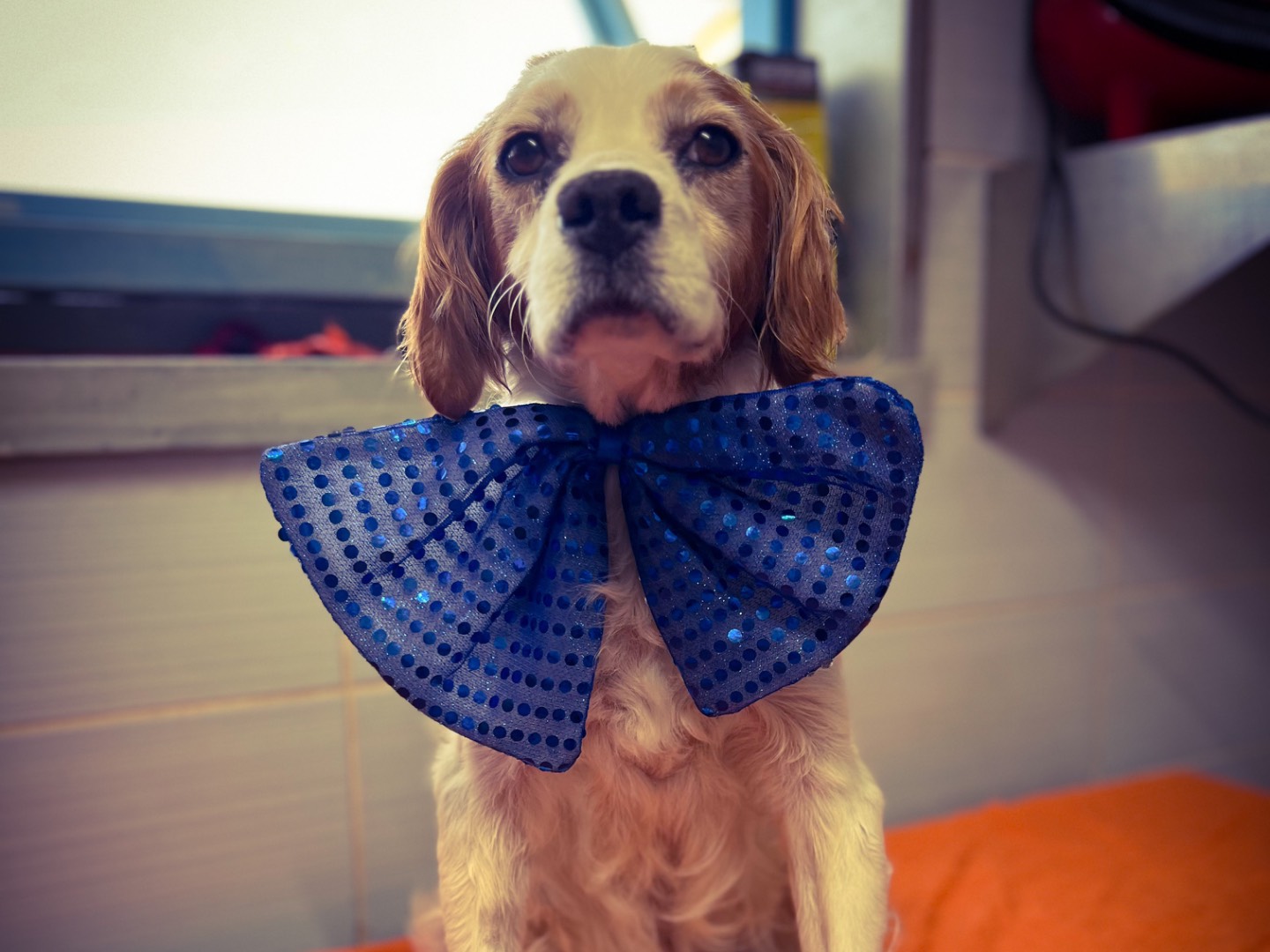 Adotta un cane, maschio, 7 anni, Salerno