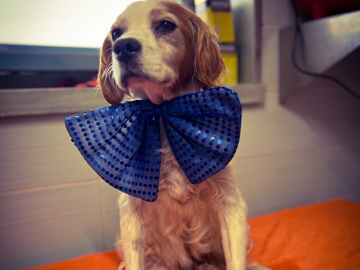Adotta un cane, taglia media contenuta, maschio, Salerno