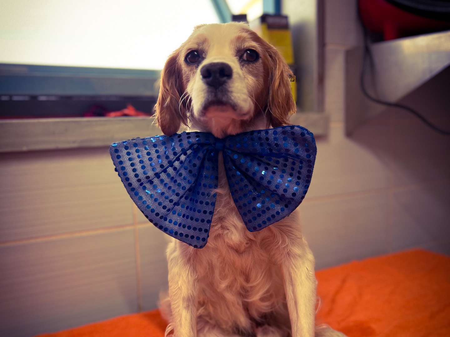 Vuoi adottare un cane a Salerno?