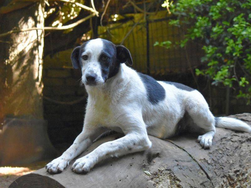Adozione cane, femmina, Razza sconosciuta Razza sconosciuta, 11 mesi, taglia media, Roma