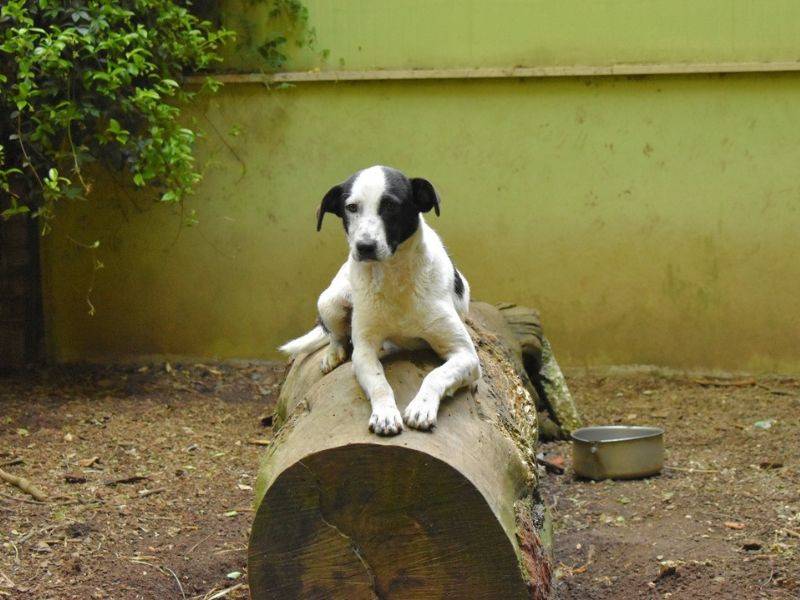 Adotta un cane, taglia media, femmina, Roma