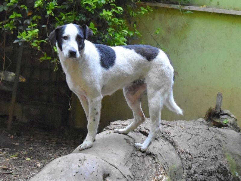Vuoi adottare un cane a Roma?
