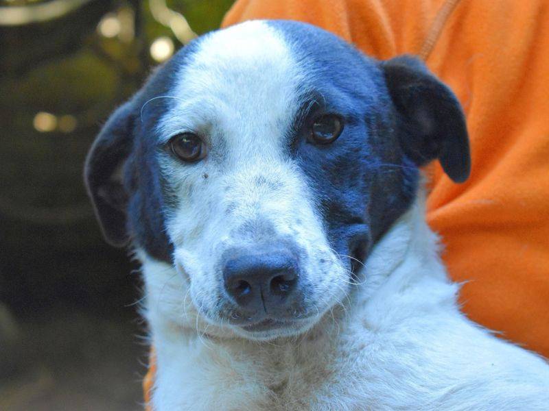 Adotta il cane Moretta a Roma