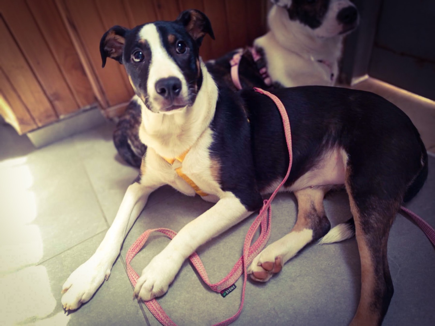 Adotta un cane, taglia media, femmina, Salerno