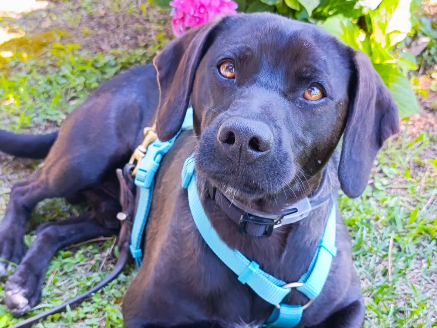 Adozione cane, maschio, Razza sconosciuta Razza sconosciuta, 3 anni, taglia media contenuta, Napoli