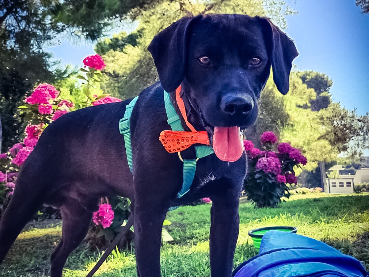Adotta un cane, maschio, 3 anni, Napoli