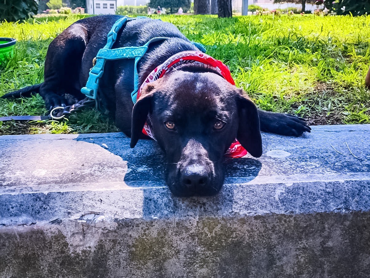 Adotta un cane, taglia media contenuta, maschio, Napoli