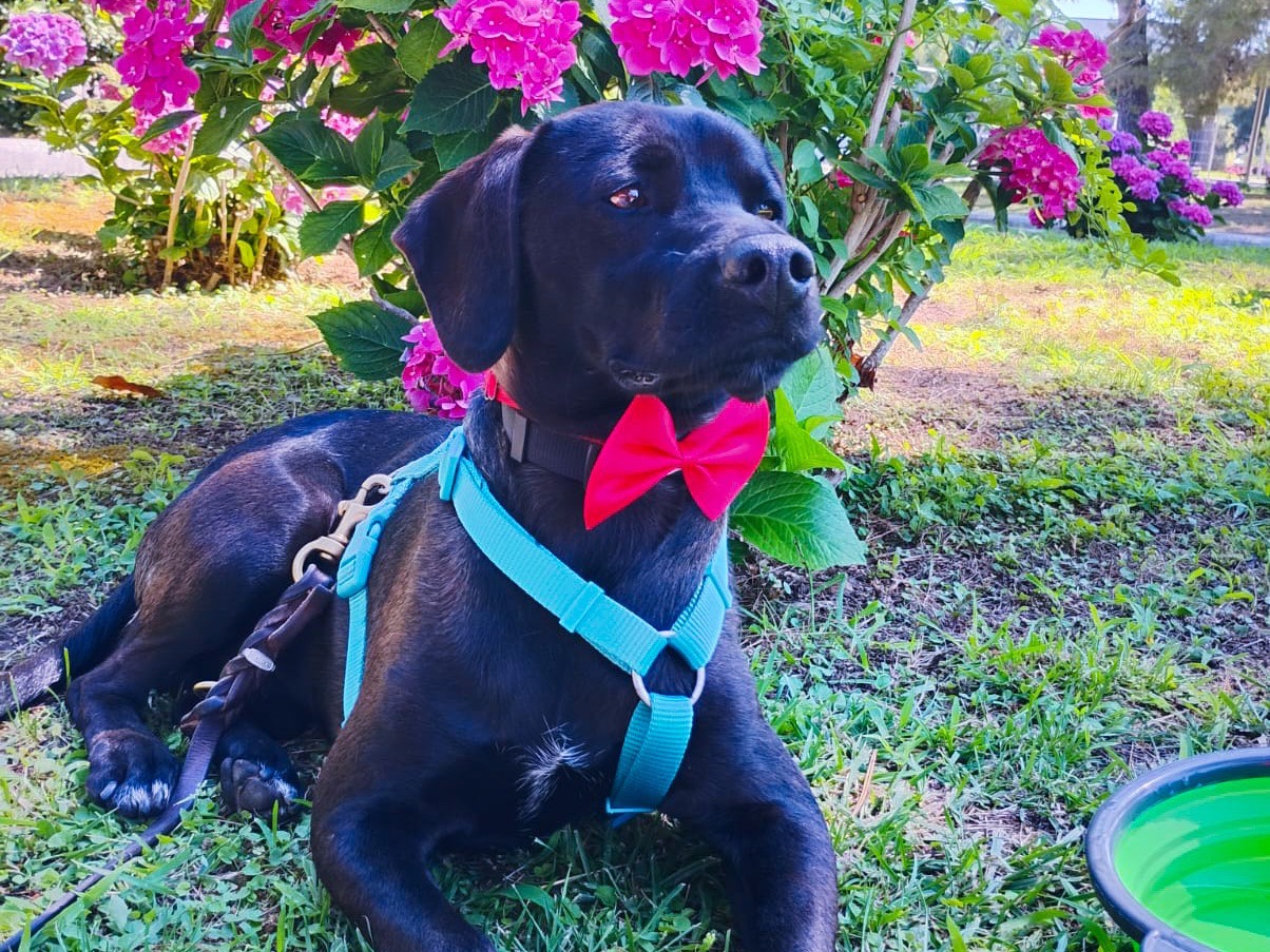 Vuoi adottare un cane a Napoli?