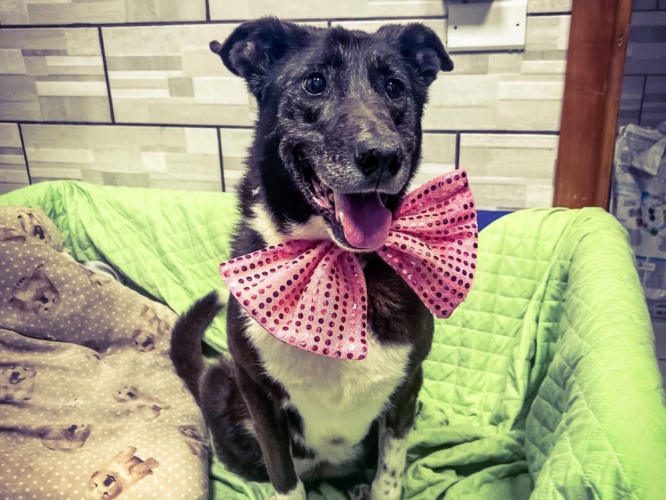 Adozione cane, femmina, Razza sconosciuta Razza sconosciuta, 9 anni e 8 mesi, taglia media, Salerno