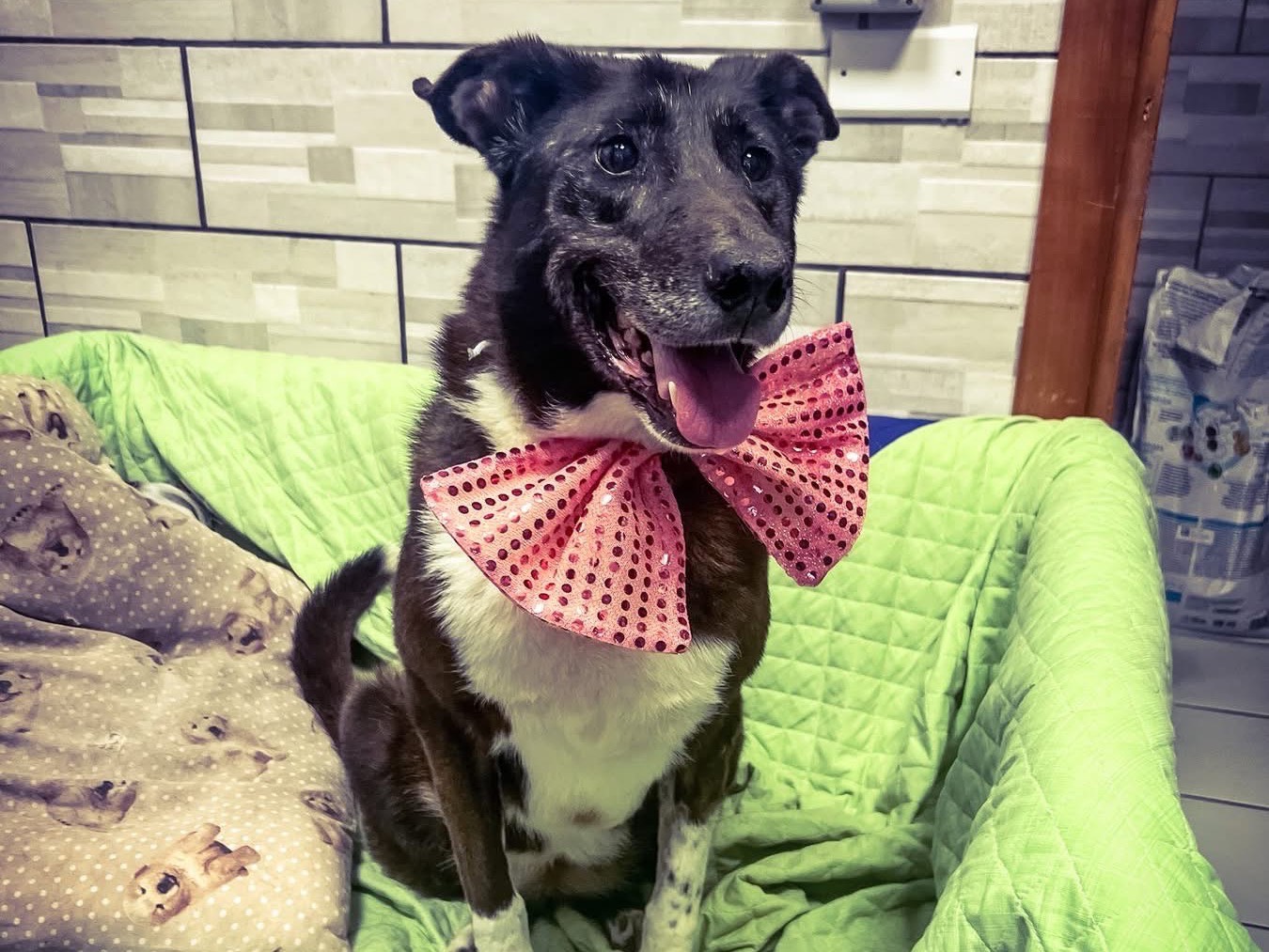 Adotta un cane, femmina, 9 anni e 8 mesi, Salerno