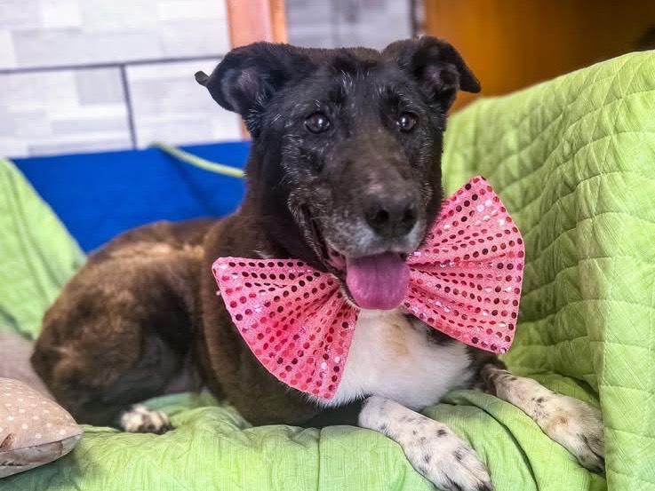 Adotta un cane, taglia media, femmina, Salerno
