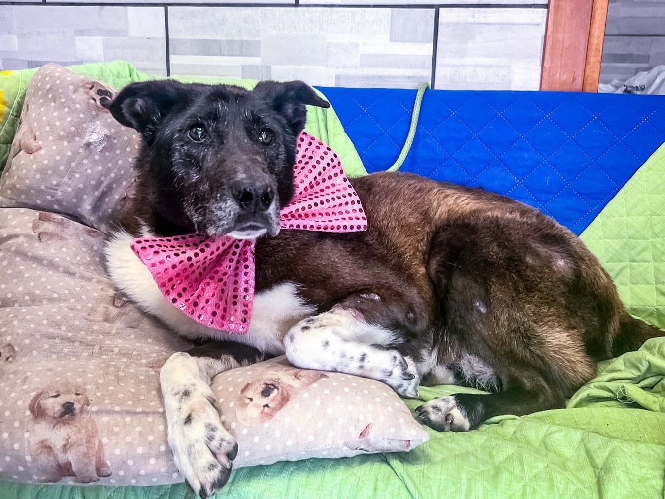 Vuoi adottare un cane a Salerno?