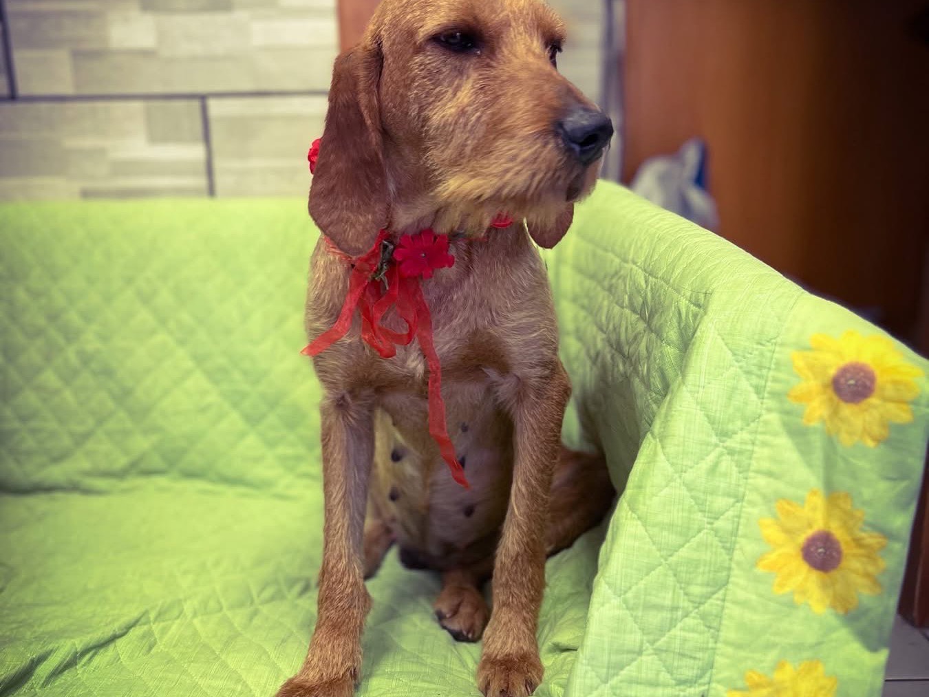 Adotta un cane, femmina, 3 anni e 10 mesi, Salerno