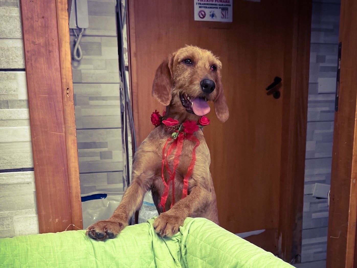 Adotta un cane, taglia media, femmina, Salerno