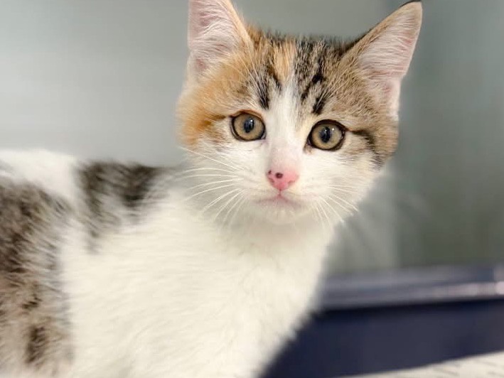 Adozione gatto, femmina, Razza sconosciuta Razza sconosciuta, 3 mesi, taglia non valida, Salerno