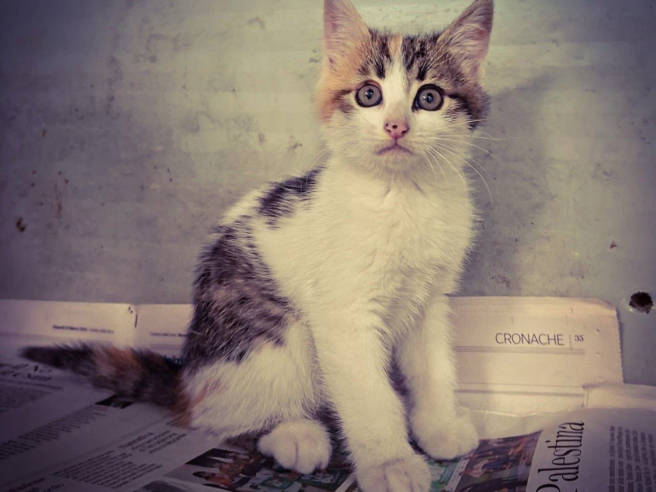 Adotta un gatto, femmina, 3 mesi, Salerno