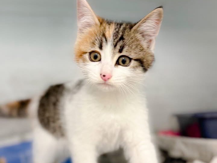 Adotta un gatto, taglia non valida, femmina, Salerno