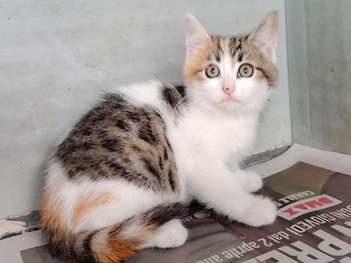 Vuoi adottare un gatto a Salerno?