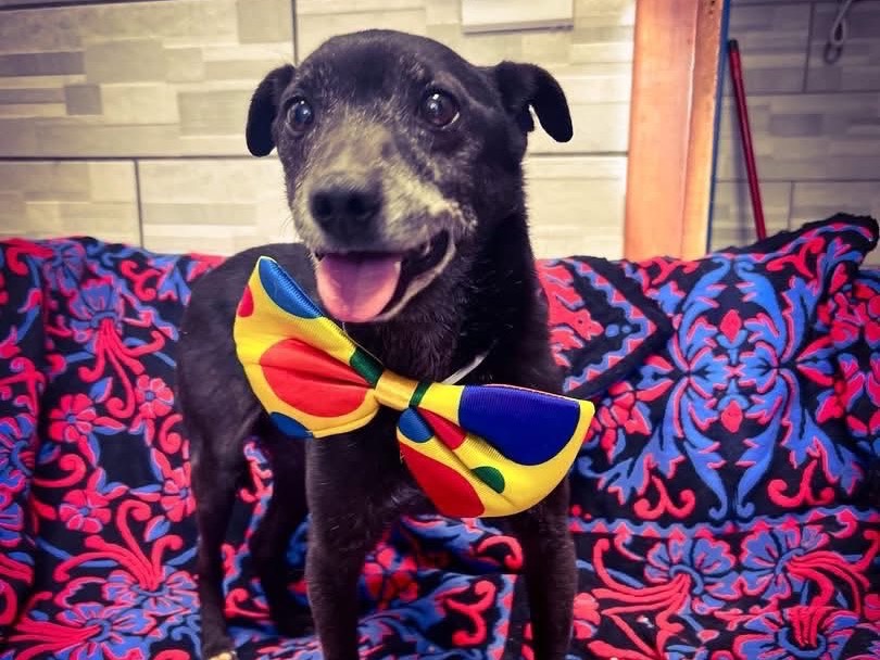 Adozione cane, maschio, Razza sconosciuta Razza sconosciuta, 12 anni e 7 mesi, taglia piccola, Salerno