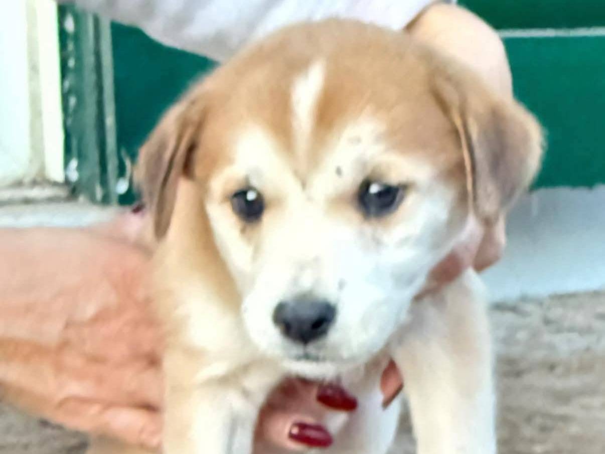 Adozione cane, femmina, Razza sconosciuta Razza sconosciuta, 1 mese, taglia piccola, Roma