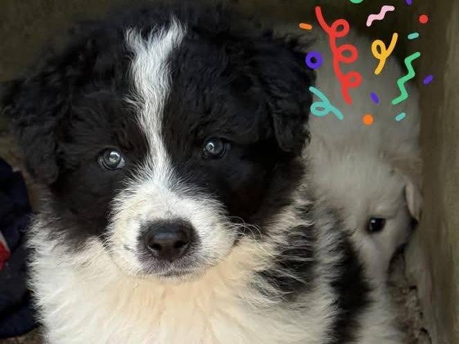 Adozione cane, maschio, Razza sconosciuta Razza sconosciuta, 1 mese, taglia media, Roma